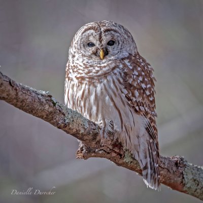 Barred Owl