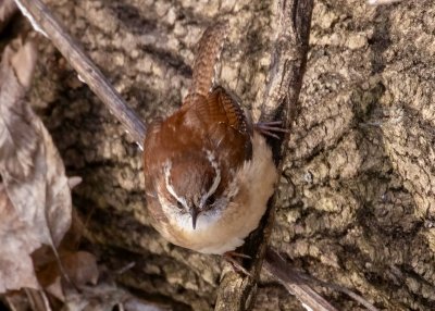 Carolina Wren