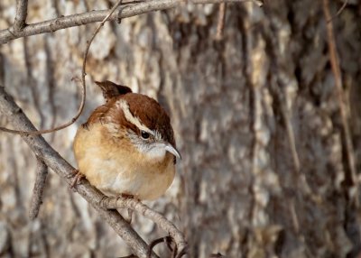 Carolina Wren