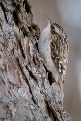 Brown Creeper