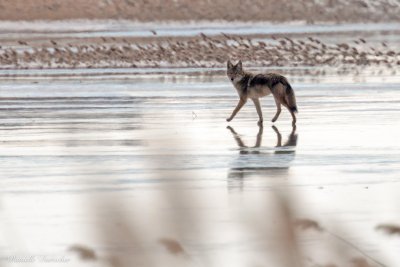 Coyote