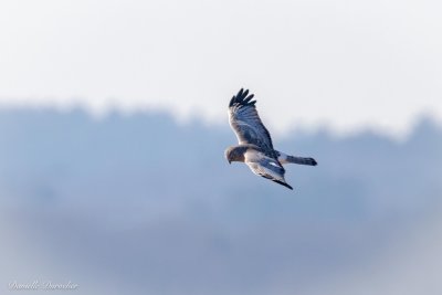 Northern Harrier (m)