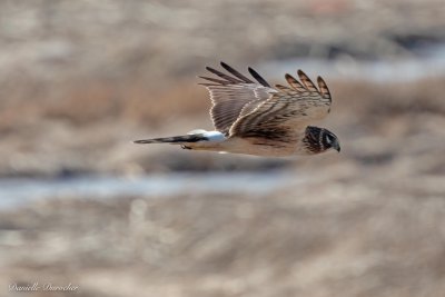 Northern Harrier (f)