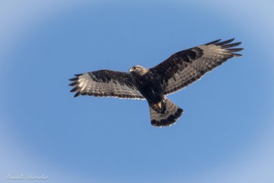 Rough Legged Hawk - dark morph