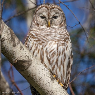 Barred Owl