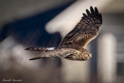Northern Harrier (f)