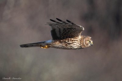 Northern Harrier (f)