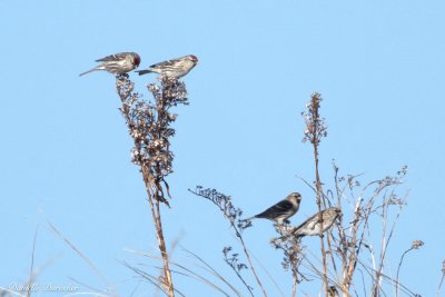Common Redpoll 