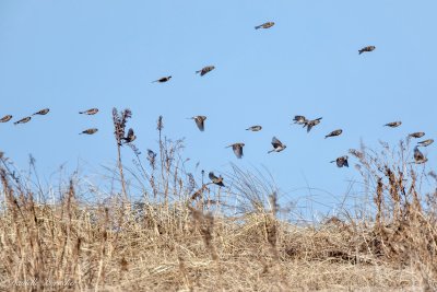 Common Redpoll