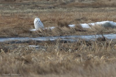 Snowy Owl