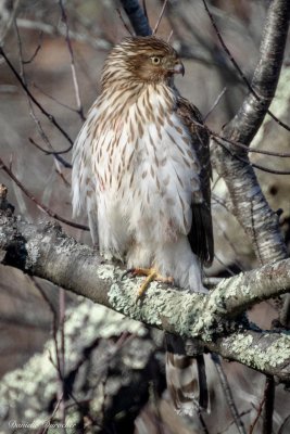 Cooper's Hawk
