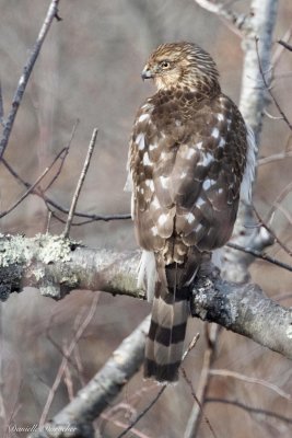 Cooper's Hawk