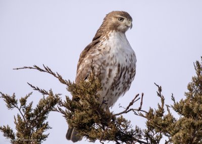 Red-tailed Hawk