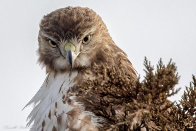 Red-tailed Hawk