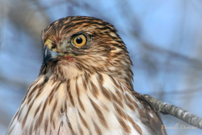 Cooper's Hawk