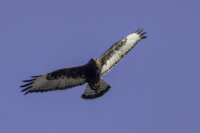 Rough Legged Hawk - dark morph
