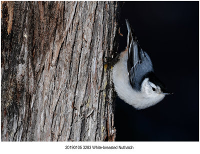 White-breasted Nuthatch.jpg