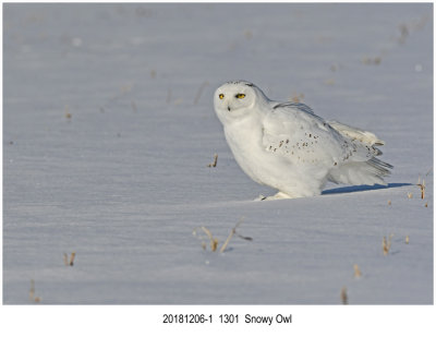 Snowy Owl r1.jpg