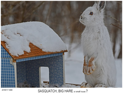 Snowshoe Hare.jpg