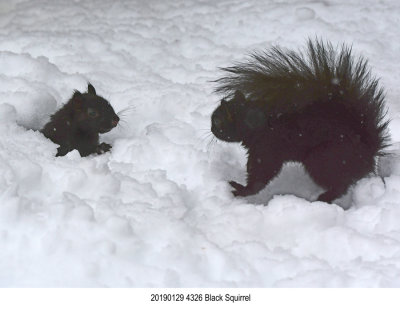 Black Squirrel r1.jpg