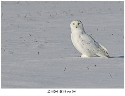Snowy Owl.jpg