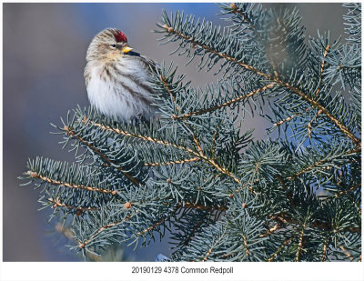 Common Redpoll.jpg