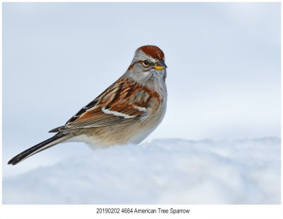 American Tree Sparrow.jpg