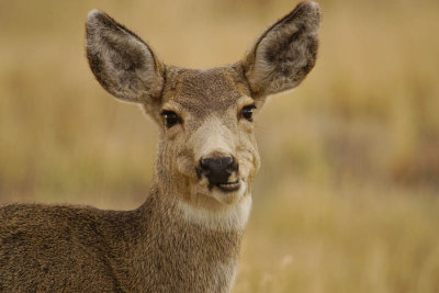 ICR2018_ARSESC01516_FUNYFACEDEER1PB.jpg