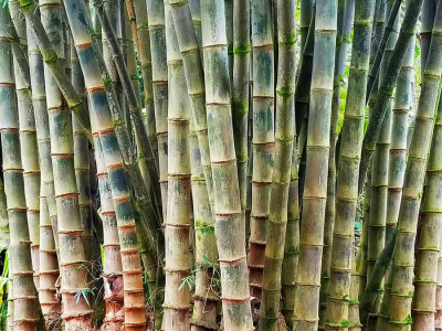 ICR20180418_MAUI084230_BAMBOO1PB.jpg