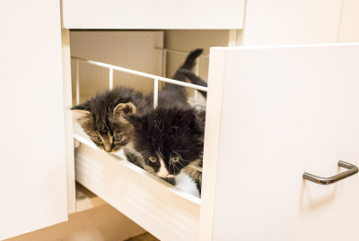 What Could Be Better Than One Kitten in a Drawer...... 