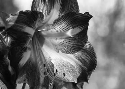Amaryllis - Still Pretty in Black and White