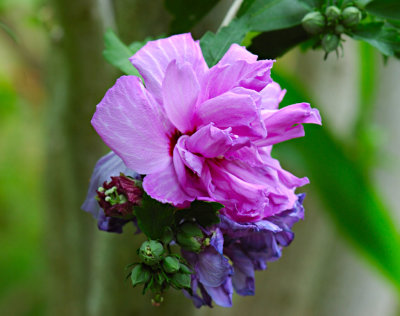 Hibiscus_Syriacus_Paeonflora_36.jpg