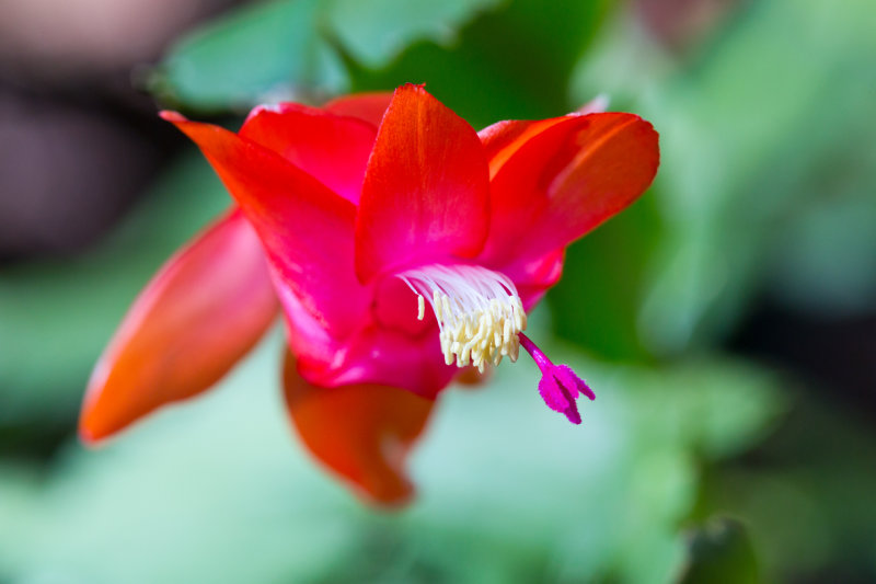 Christmas Cactus Flower