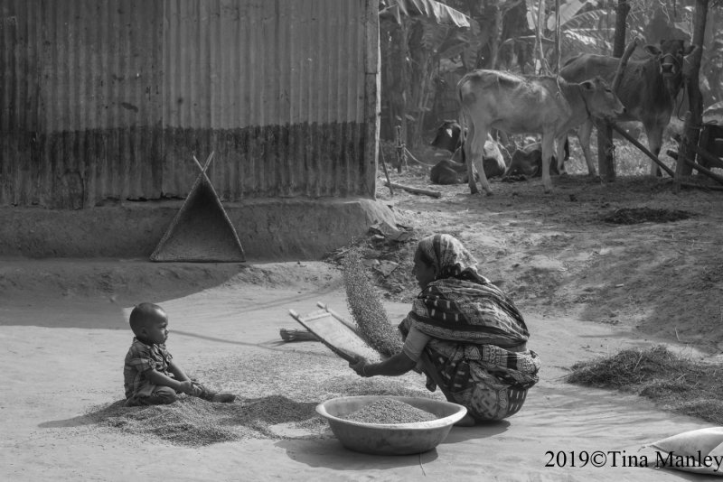 Winnowing Rice