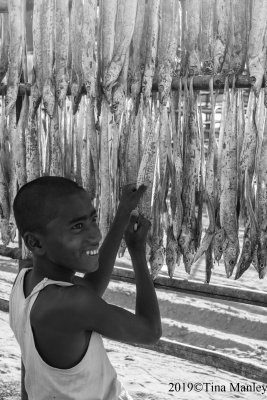 Cutting Fish for Drying