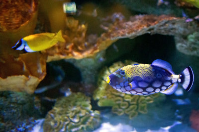 Clown Triggerfish