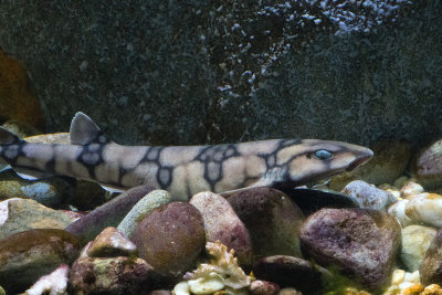 chain catshark