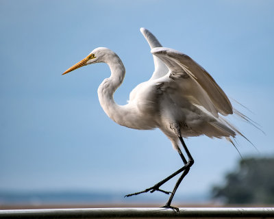 Snowy Egret Stepping Out.jpg
