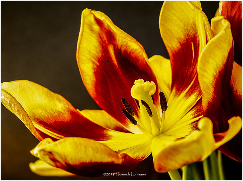 K417539 Tulip.jpg