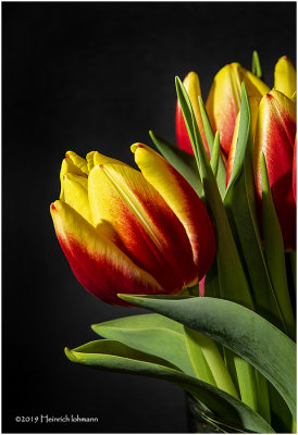 K323203 tulips.jpg