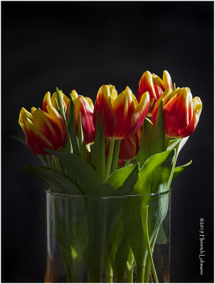 K323206 tulips.jpg