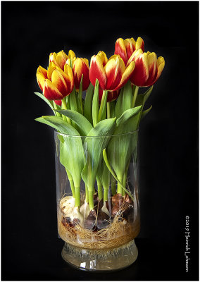 K323215 tulips.jpg
