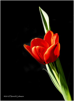 K323409 tulip.jpg