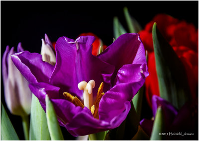 K323433 tulips.jpg