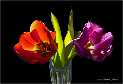 K323497 tulips.jpg