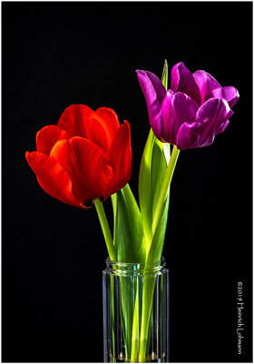 K417547a tulips.jpg