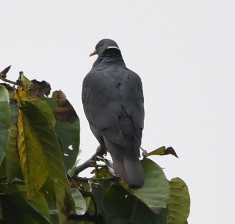 DSC_6985b.jpg