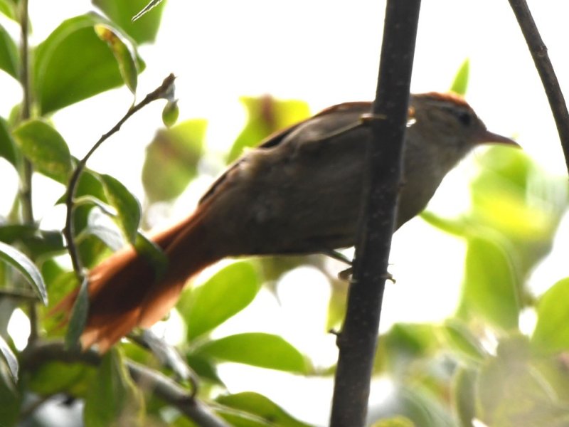 DSC_6989b.jpg