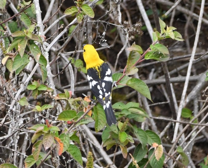 DSC_7059b.jpg