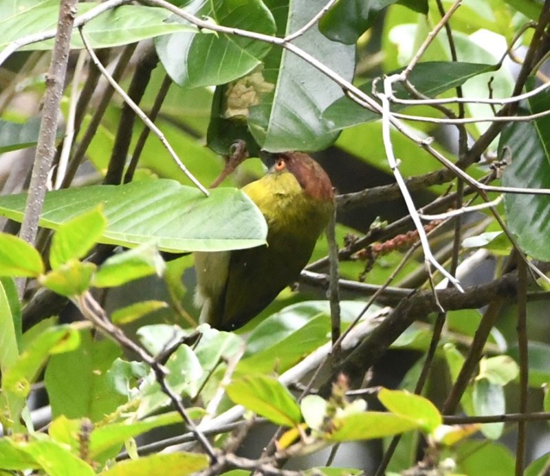 DSC_7094b.jpg